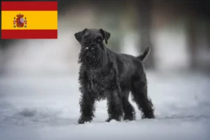 Scopri di più sull'articolo Allevatori di Schnauzer e cuccioli in Spagna