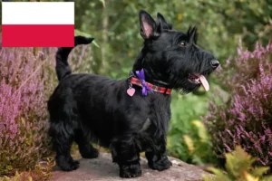 Scopri di più sull'articolo Allevatori di Scottish Terrier e cuccioli in Polonia