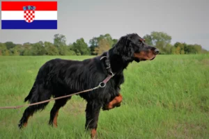 Scopri di più sull'articolo Allevatori di Gordon Setter e cuccioli in Croazia