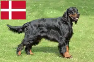 Scopri di più sull'articolo Allevatori di Gordon Setter e cuccioli in Danimarca