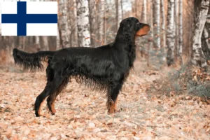 Scopri di più sull'articolo Allevatori di Gordon Setter e cuccioli in Finlandia