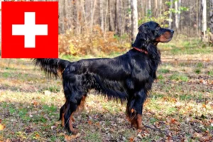 Scopri di più sull'articolo Allevatori di Setter Gordon e cuccioli in Svizzera