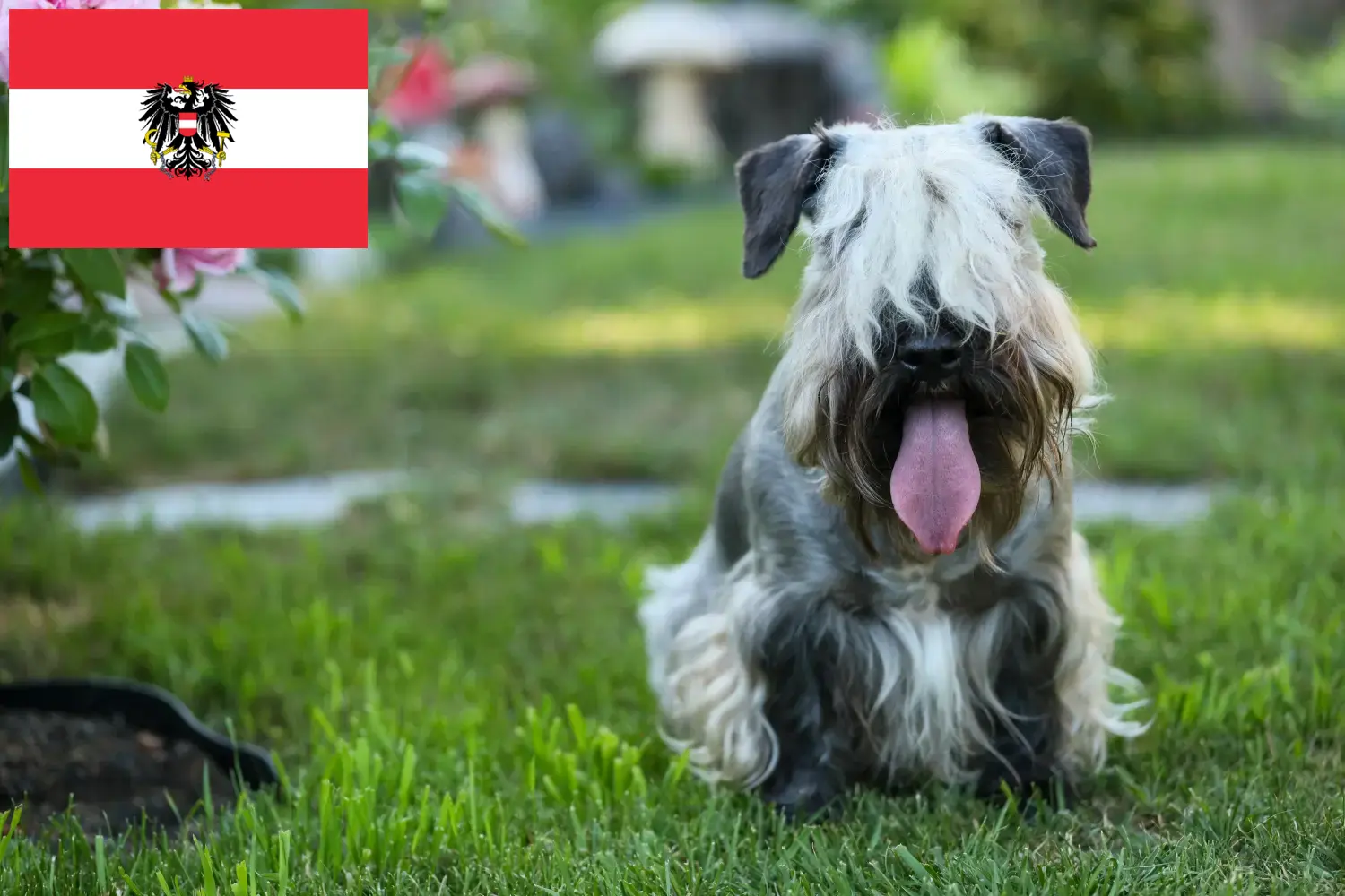 Scopri di più sull'articolo Allevatori di Terrier ceco e cuccioli in Austria