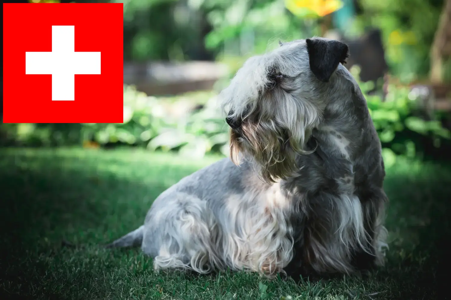 Scopri di più sull'articolo Allevatori e cuccioli di Terrier ceco in Svizzera