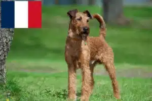 Scopri di più sull'articolo Allevatori e cuccioli di Irish Terrier in Francia