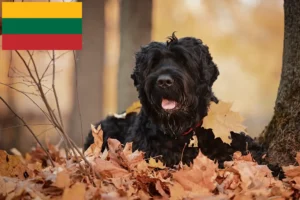 Scopri di più sull'articolo Allevatore di Terrier Nero Russo e cuccioli in Lituania