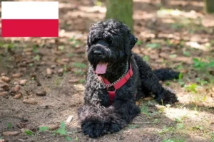 Scopri di più sull'articolo Allevatore di Terrier Nero Russo e cuccioli in Polonia