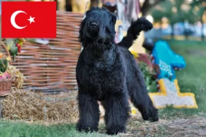 Scopri di più sull'articolo Allevatore di Terrier Nero Russo e cuccioli in Turchia