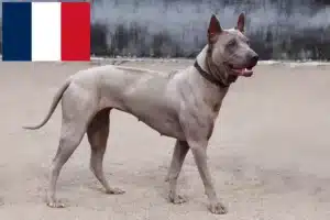 Scopri di più sull'articolo Allevatori e cuccioli di Thai Ridgeback in Francia