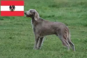 Scopri di più sull'articolo Allevatori di Weimaraner e cuccioli in Austria