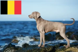 Scopri di più sull'articolo Allevatori e cuccioli di Weimaraner in Belgio