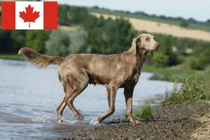 Scopri di più sull'articolo Allevatori di Weimaraner e cuccioli in Canada