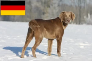 Scopri di più sull'articolo Allevatori di Weimaraner e cuccioli in Germania