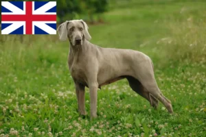 Scopri di più sull'articolo Allevatori di Weimaraner e cuccioli in Gran Bretagna