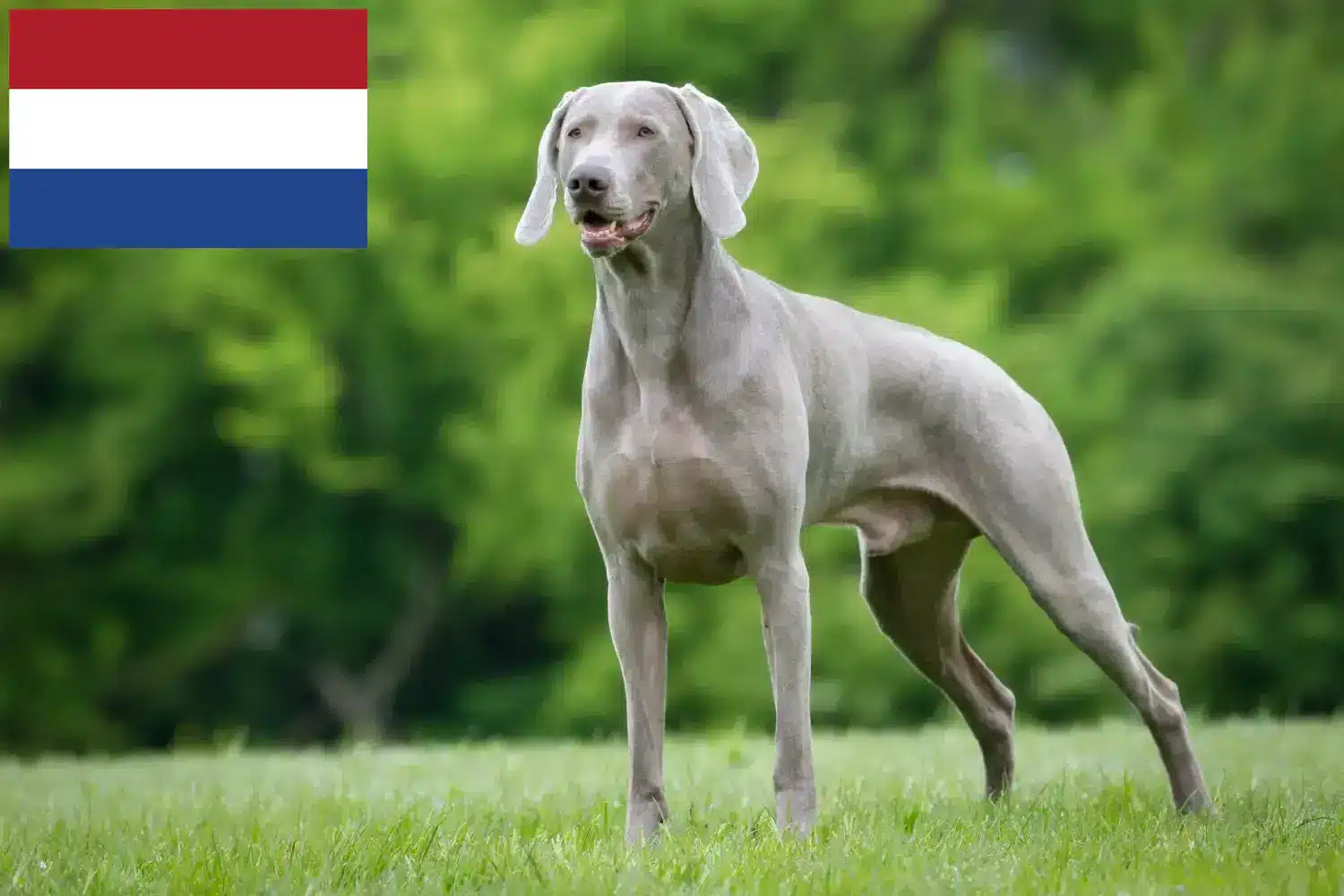 Scopri di più sull'articolo Allevatori di Weimaraner e cuccioli in Olanda