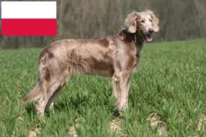 Scopri di più sull'articolo Allevatori di Weimaraner e cuccioli in Polonia