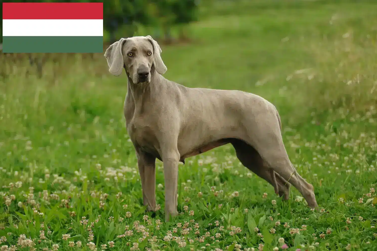 Scopri di più sull'articolo Allevatori di Weimaraner e cuccioli in Ungheria