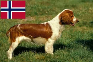 Scopri di più sull'articolo Allevatori di Welsh Springer Spaniel e cuccioli in Norvegia