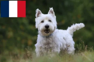 Scopri di più sull'articolo Allevatori e cuccioli di Westie in Francia