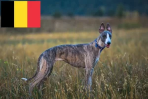 Scopri di più sull'articolo Allevatori di Whippet e cuccioli in Belgio