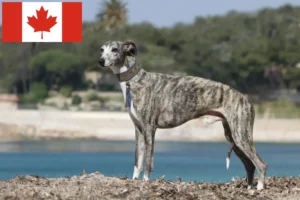 Scopri di più sull'articolo Allevatori di Whippet e cuccioli in Canada