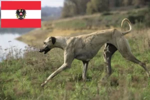 Scopri di più sull'articolo Allevatori e cuccioli di Sloughi in Austria