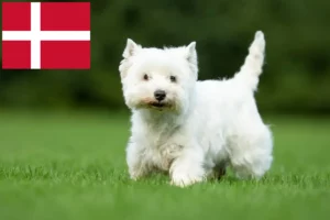 Scopri di più sull'articolo Allevatori di Westie e cuccioli in Danimarca