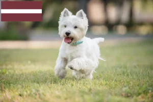 Scopri di più sull'articolo Allevatori di Westie e cuccioli in Lettonia