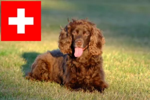 Scopri di più sull'articolo Allevatori di Field Spaniel e cuccioli in Svizzera