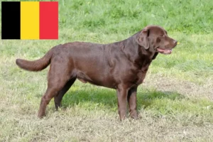 Scopri di più sull'articolo Allevatori di Labrador e cuccioli in Belgio