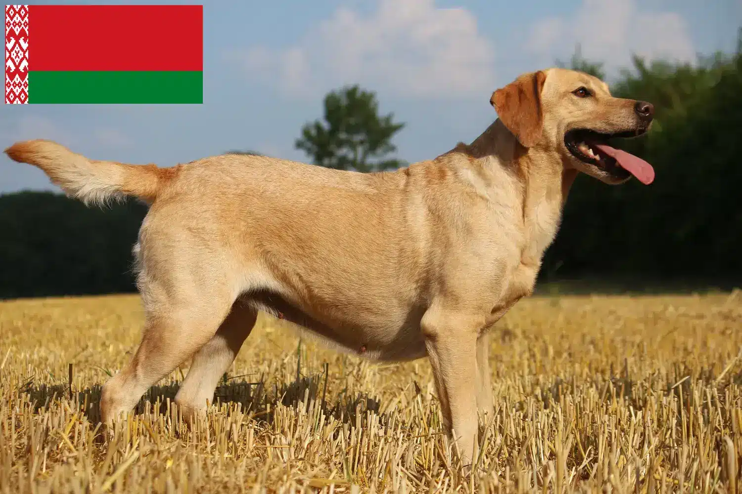 Scopri di più sull'articolo Allevatori di Labrador e cuccioli in Bielorussia