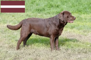 Scopri di più sull'articolo Allevatori di Labrador e cuccioli in Lettonia