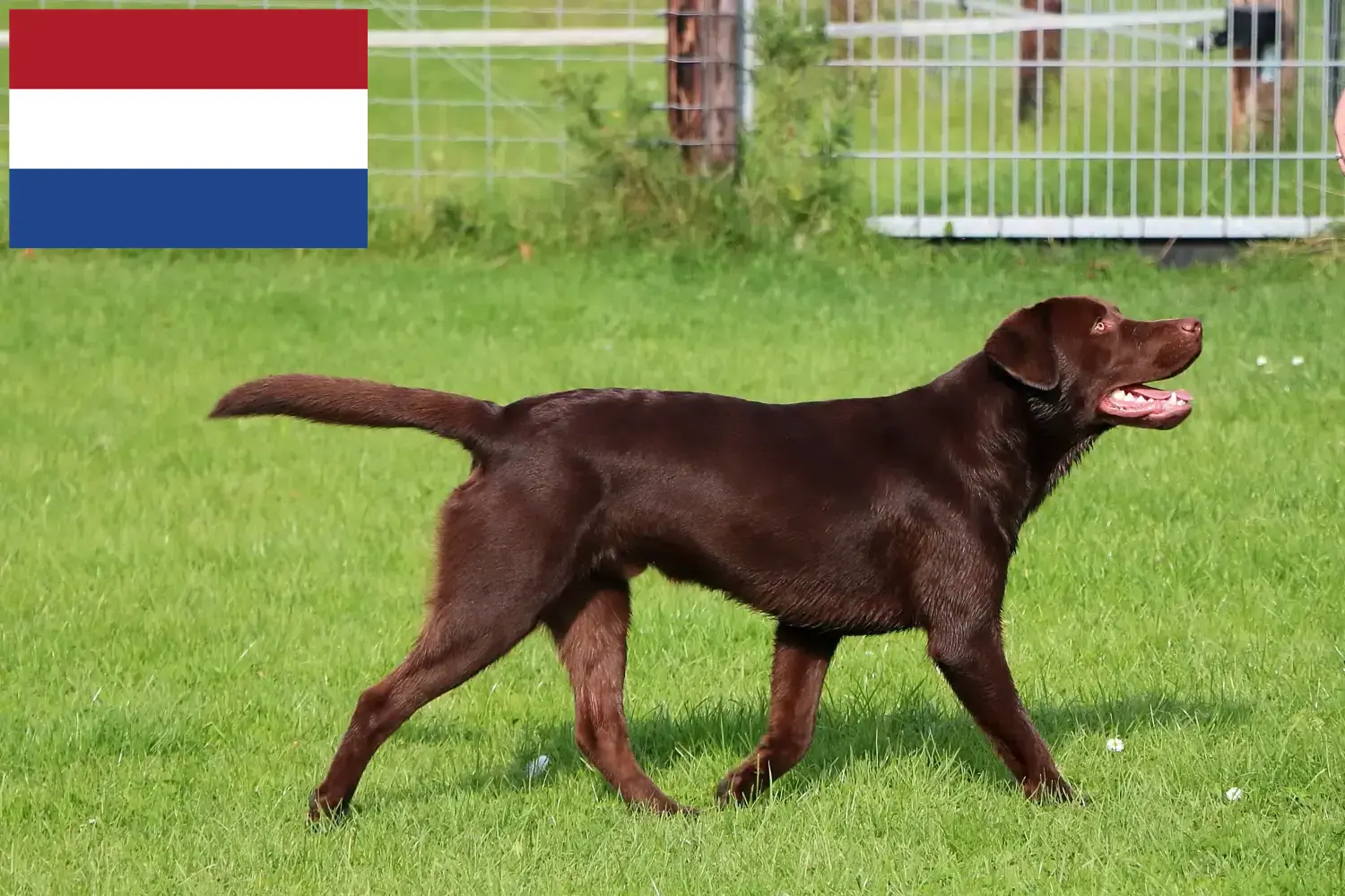 Scopri di più sull'articolo Allevatori di Labrador e cuccioli in Olanda