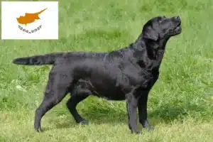 Scopri di più sull'articolo Allevatori di Labrador e cuccioli a Cipro