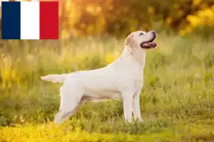 Scopri di più sull'articolo Allevatori di Labrador e cuccioli in Réunion