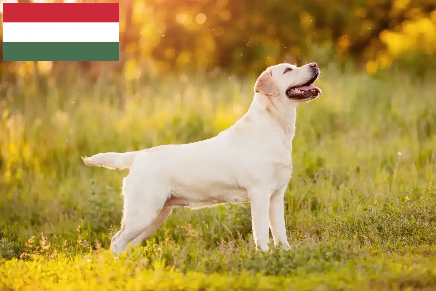 Scopri di più sull'articolo Allevatori di Labrador e cuccioli in Ungheria