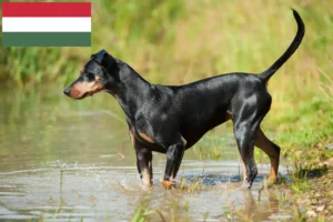 Scopri di più sull'articolo Allevatore di Pinscher tedeschi e cuccioli in Ungheria