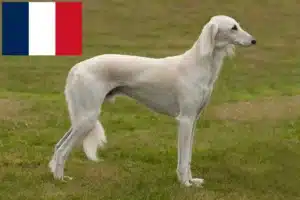 Scopri di più sull'articolo Allevatori e cuccioli di Saluki in Francia