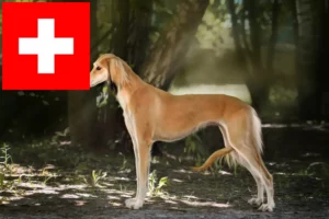 Scopri di più sull'articolo Allevatori di Saluki e cuccioli in Svizzera