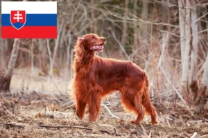 Scopri di più sull'articolo Allevatori e cuccioli di Setter Rosso Irlandese in Slovacchia