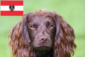 Scopri di più sull'articolo Allevatori di Field Spaniel e cuccioli in Austria