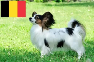 Scopri di più sull'articolo Allevatore di Spaniel Nano Continentale e cuccioli in Belgio