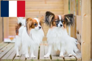 Scopri di più sull'articolo Allevatore di Spaniel Nani Continentali e cuccioli in Francia