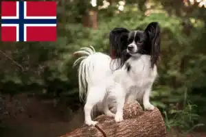 Scopri di più sull'articolo Allevatore di Spaniel nani continentali e cuccioli in Norvegia