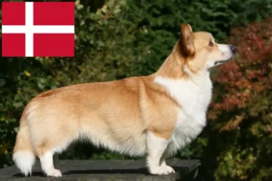 Scopri di più sull'articolo Allevatori e cuccioli di Welsh Corgi in Danimarca