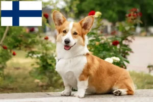 Scopri di più sull'articolo Allevatori di Welsh Corgi e cuccioli in Finlandia