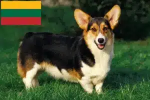 Scopri di più sull'articolo Allevatori e cuccioli di Welsh Corgi in Lituania