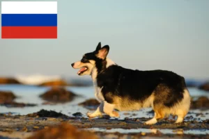 Scopri di più sull'articolo Allevatori di Welsh Corgi e cuccioli in Russia