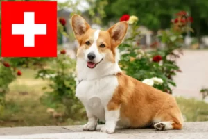 Scopri di più sull'articolo Allevatori di Welsh Corgi e cuccioli in Svizzera