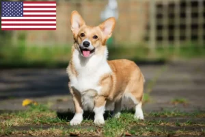 Scopri di più sull'articolo Allevatori di Welsh Corgi e cuccioli in USA